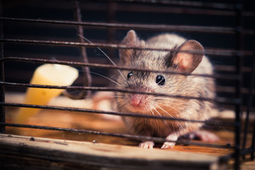 mice caught in the cage mousetrap