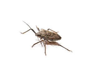 stink bug on white background