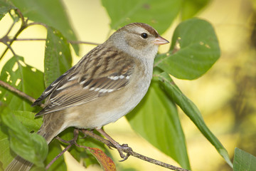 Immature White-crowned Sparrow