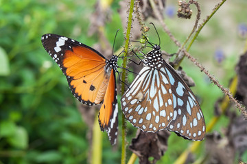 beautiful butterfly sitting in the tree