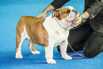 Stacking show  - english bulldog show puppy being stacked on a b