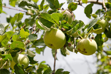 Apples on the tree on the nature