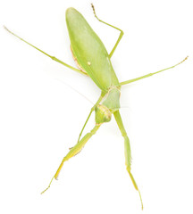 green mantis on a white background