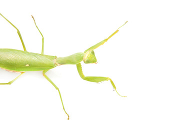 green mantis on a white background