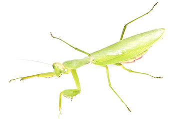 green mantis on a white background