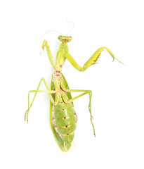 green mantis on a white background