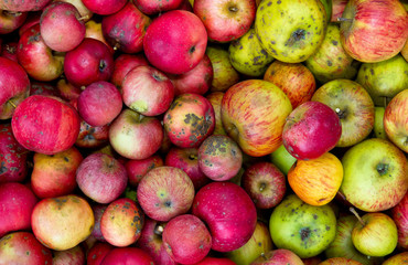 Kiste mit verschiedenen Bioäpfel © Jürgen Fälchle