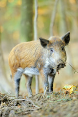 Wild boar