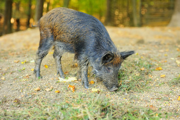 Wild boar