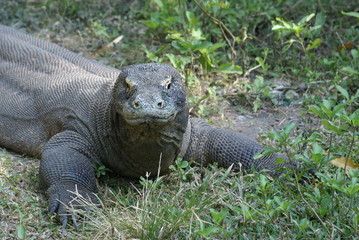 コモドドラゴン