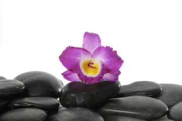 Fototapeta na wymiar Still life macro of pink orchid on pebbles