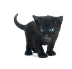 black kiten isolated