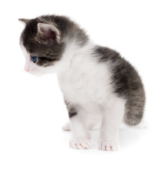 black white kitten