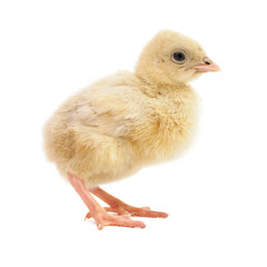 chicken isolated on white background