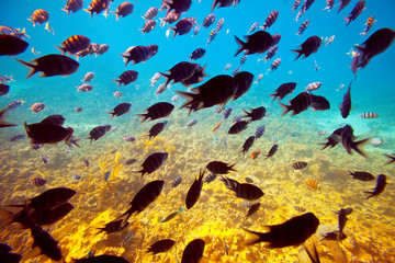 Fototapeta premium tropical fishes on coral reef area