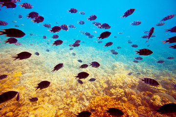 Fototapeta premium fishes on coral reef area