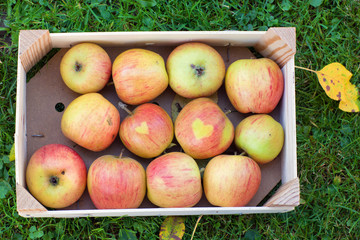 Container with fresh apples