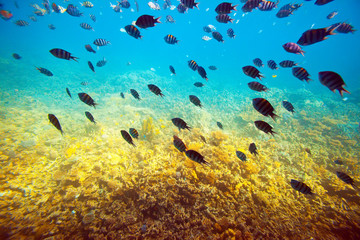 Fototapeta na wymiar Powierzchnia rafa koralowa