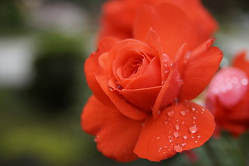 Au nom de la Rose ...