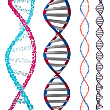 3d model of DNA