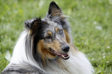 Langhaar Collie bei einer Hundeausstellung