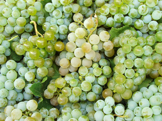 grapes background