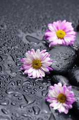 Still life with three pink gerbera and stones