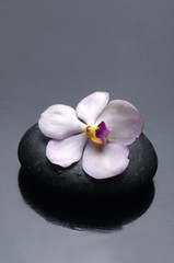 Still life with pink orchid on stone reflection
