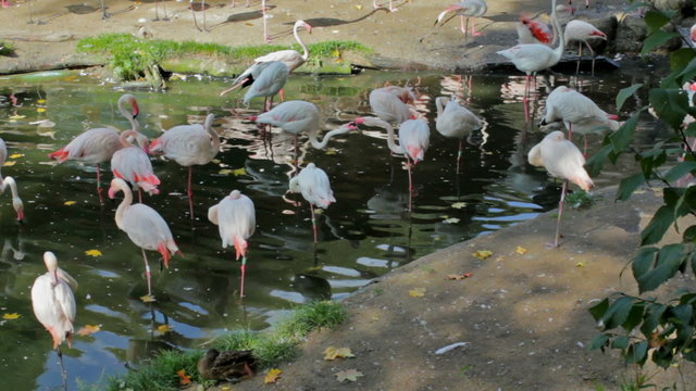 Beautiful American Flamingos (Phoenicopterus roseus) in ZOO