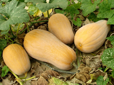 butternut squashes ripening on a vine