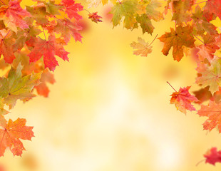 Naklejka na ściany i meble Autumn maple leaves background
