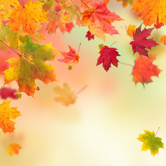 Naklejka na ściany i meble Autumn maple leaves background