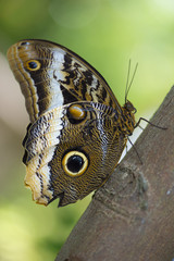 Fototapeta premium owl butterfly on plants