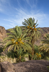 Fototapeta na wymiar palm w oazie Fint w Maroku