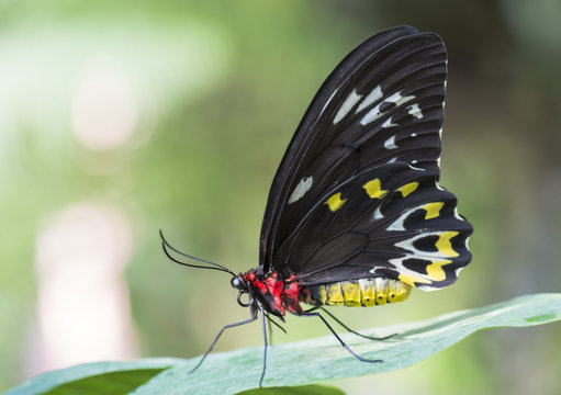 cattle heart butterfly on leaf