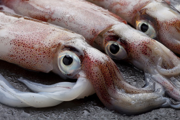 squids