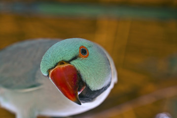 Blue parakeet