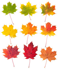 Naklejka na ściany i meble Many autumn maple leaves isolated on white background