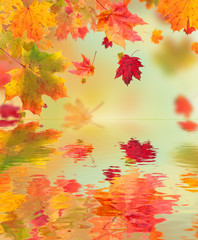 Autumn maple leaves with water surface