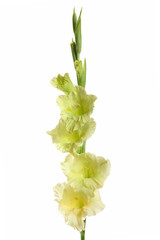 gladiolus flower unusual green color on a white background