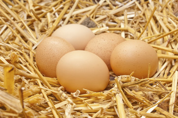 Eggs at straw nest in chicken farm