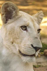 Portrait of a young white lioness