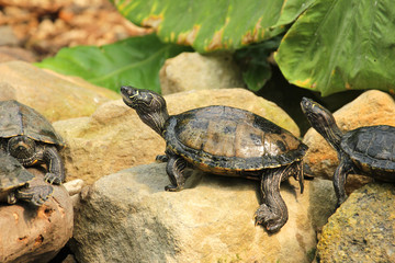 Fototapeta premium Schmuckschildkröten