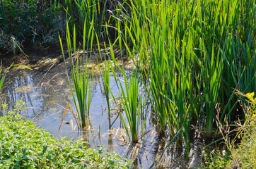 Reeds on the pond