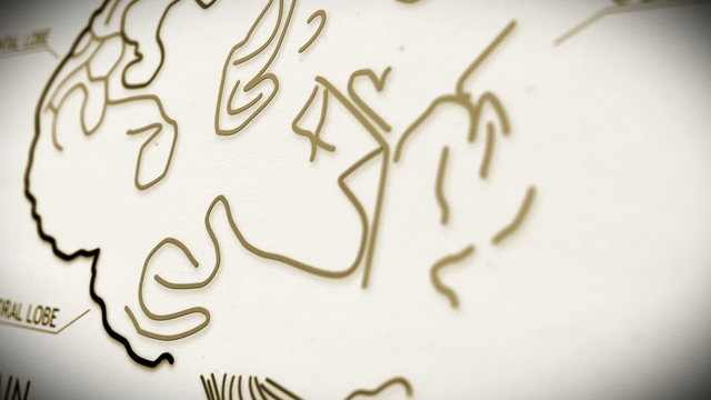 The human brain structure animation illustration Shallow Depth o