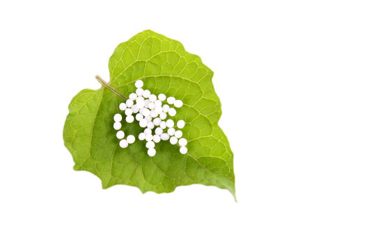 Hom&ouml;opathische Globuli