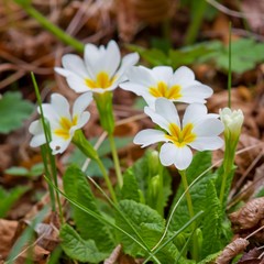 beautiful closeup flowers