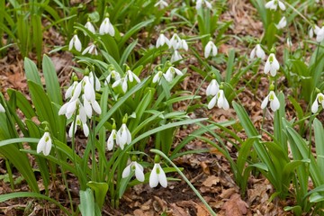 Obraz premium snowdrops glade
