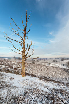 Old dead leafless tree in winter
