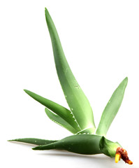 Obraz premium aloe vera